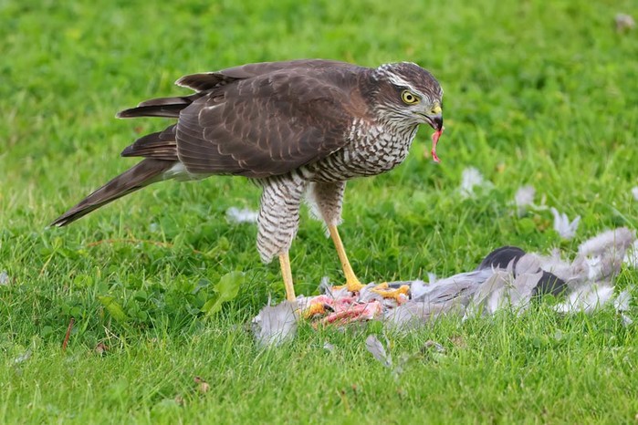 Sparrowhawk