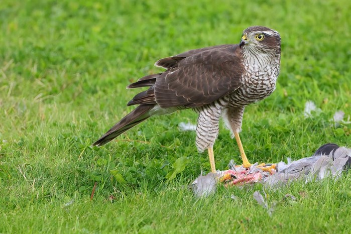 Sparrowhawk