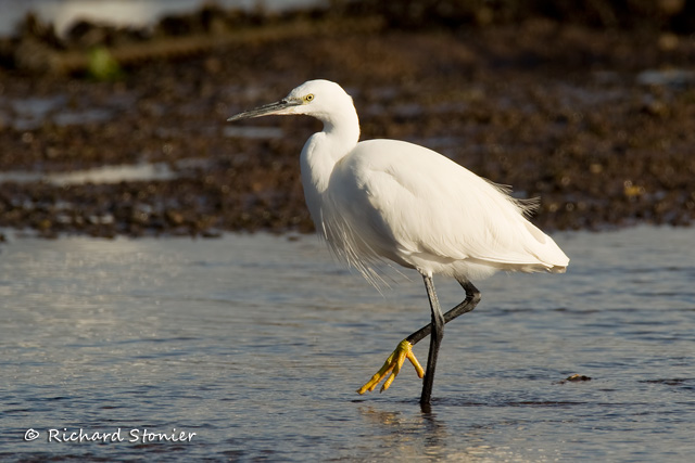 Little Egret