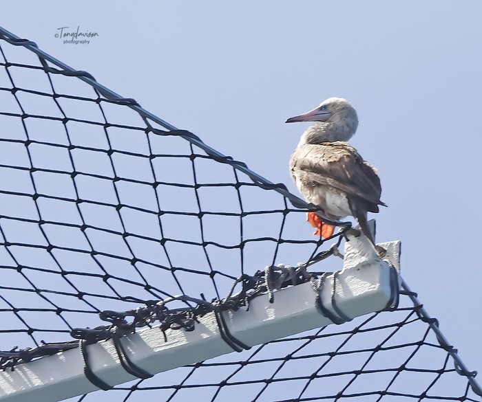 Red-footed Booby