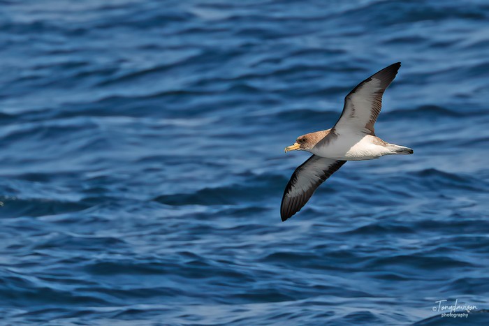 Cory's Shearwater
