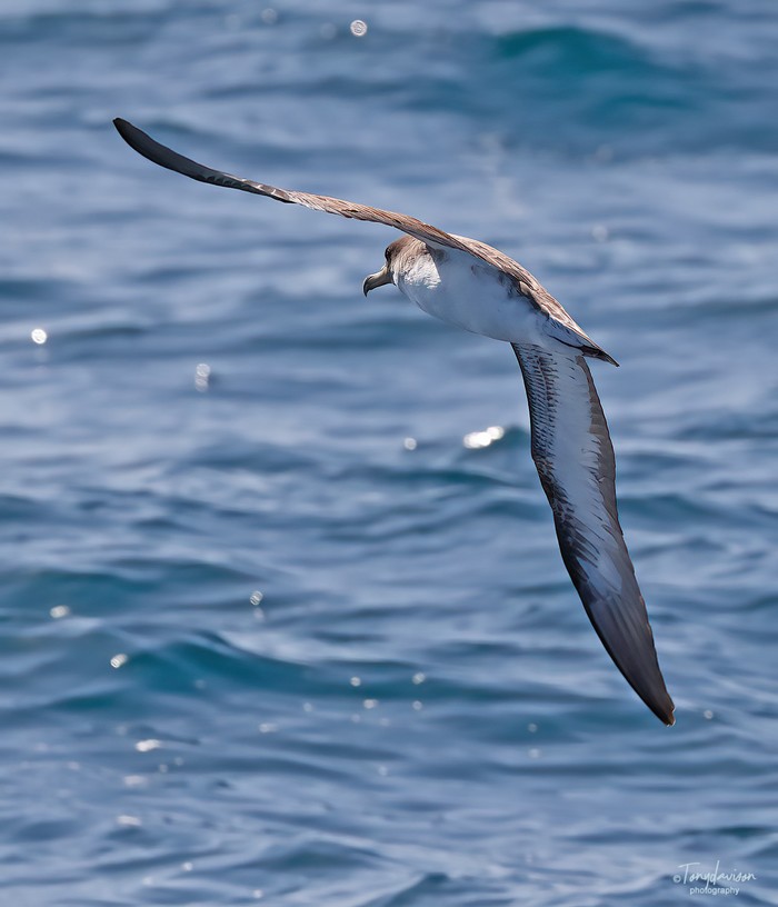 Cory's Shearwater
