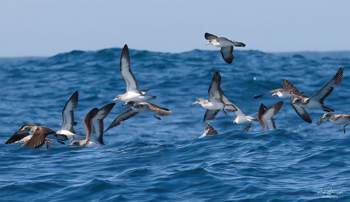 Cory's Shearwater