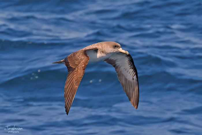 Cory's Shearwater