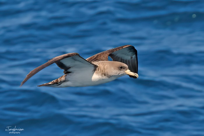 Cory's Shearwater