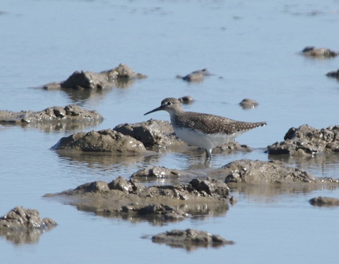 Green Sandpiper