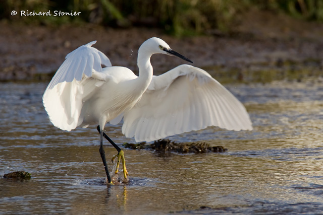 Little Egret