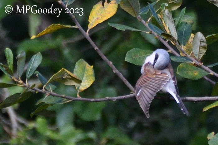 Red-backed Shrike