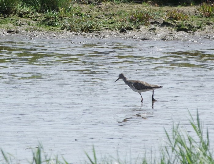 Wood Sandpiper