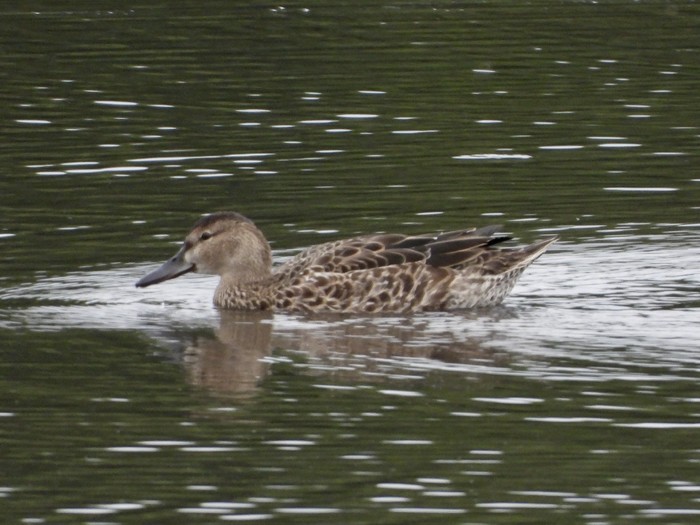 Blue-winged Teal