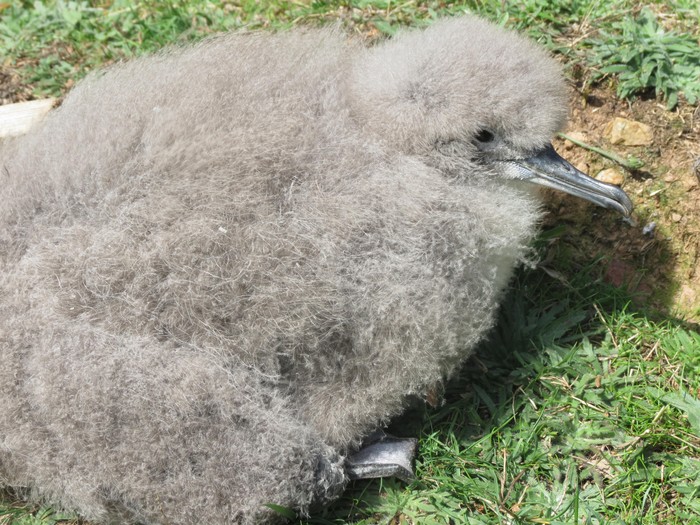 Manx Shearwater