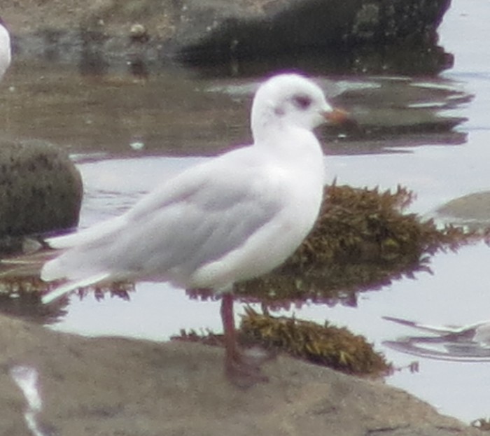 Mediterranean Gull