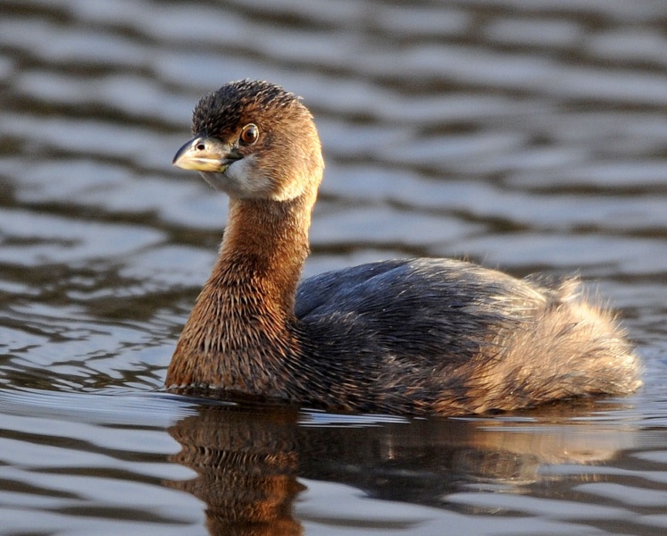 Pied-billed Grebe