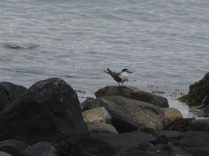 Bridled Tern