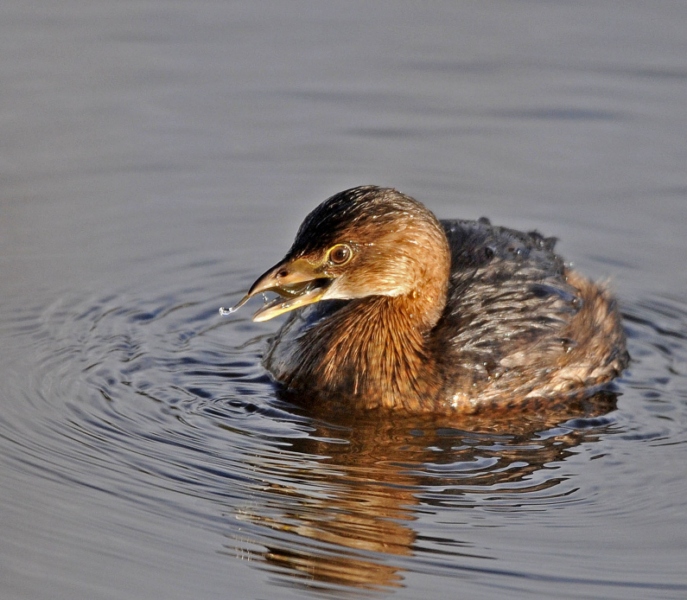 Pied-billed Grebe