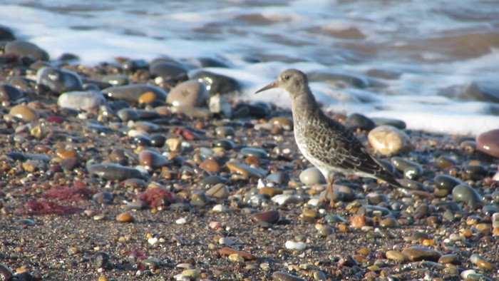 Purple Sandpiper