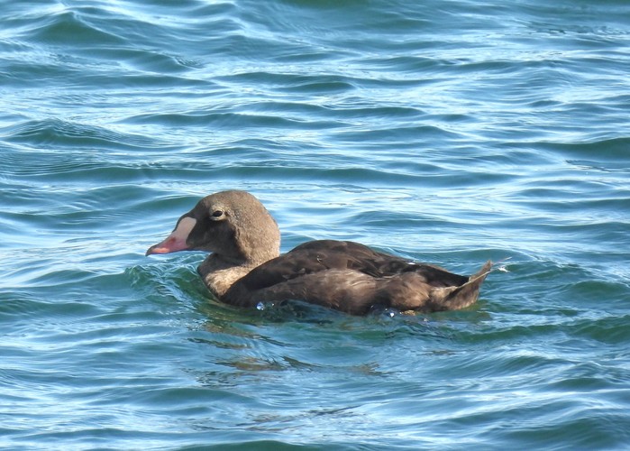 King Eider