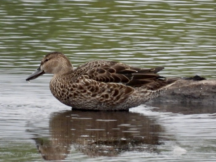 Blue-winged Teal