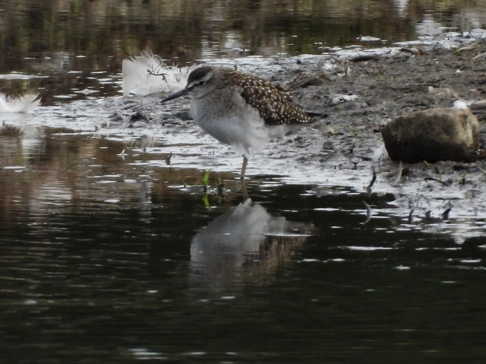 Wood Sandpiper