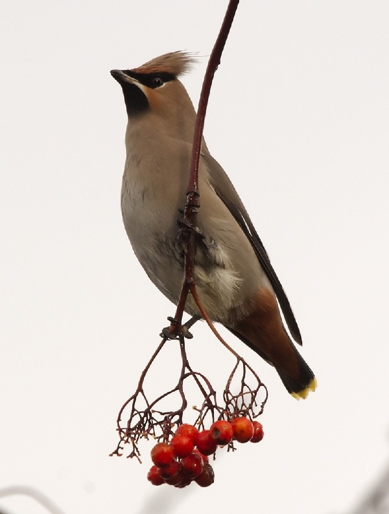 Waxwing
