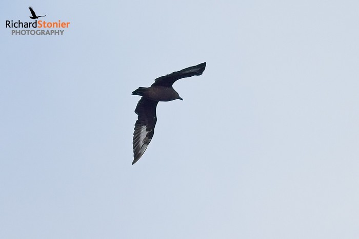 South Polar Skua