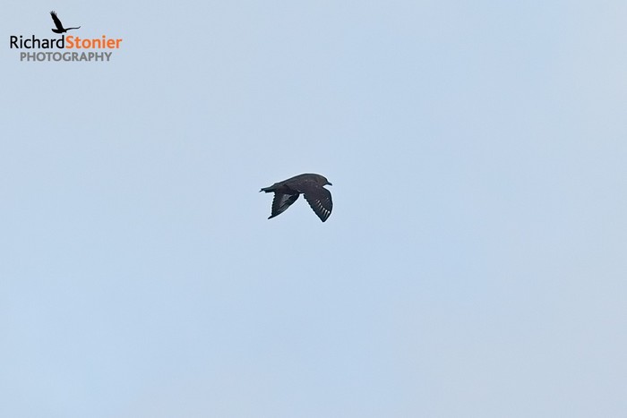 South Polar Skua