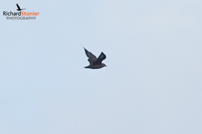 South Polar Skua