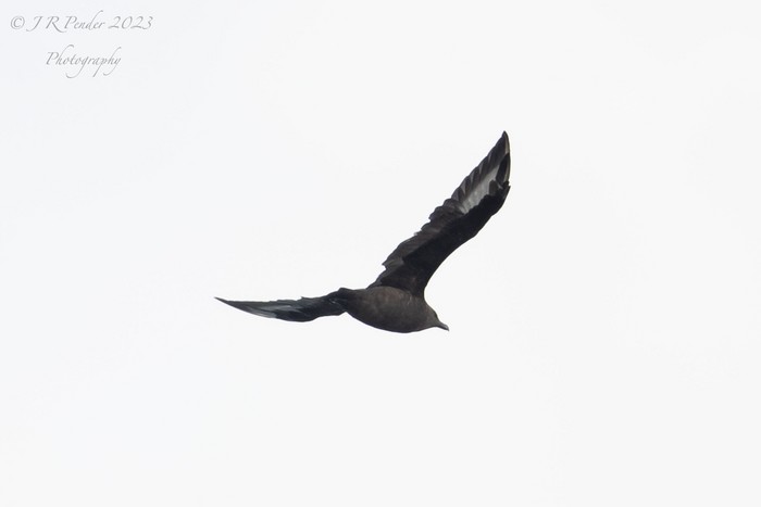 South Polar Skua