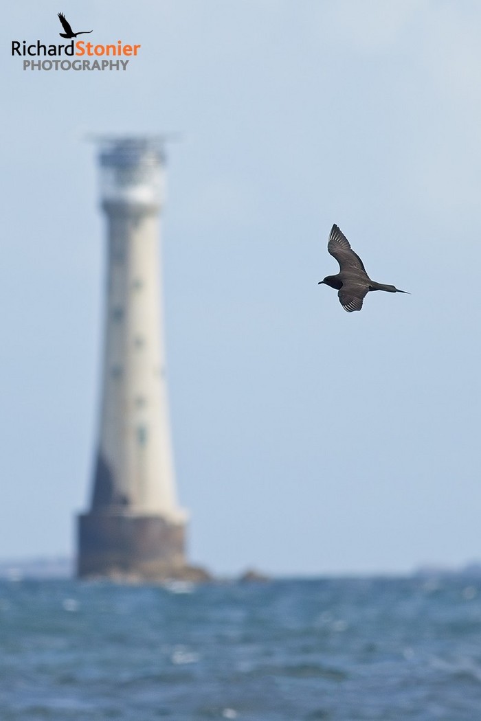 Arctic Skua