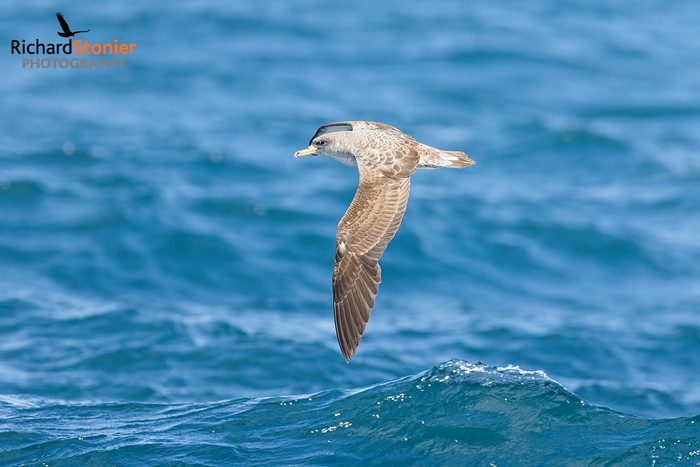 Cory's Shearwater