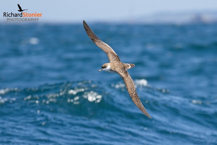 Great Shearwater