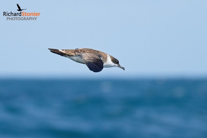 Great Shearwater