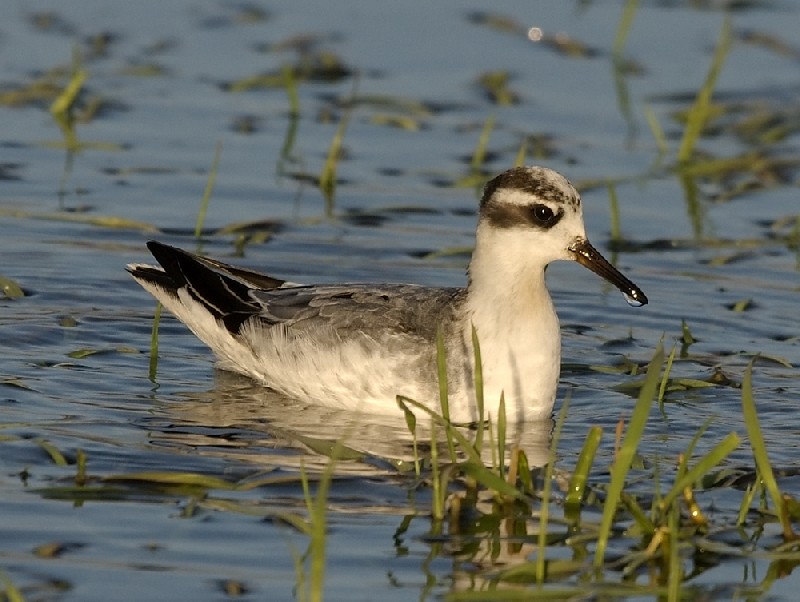 Grey Phalarope
