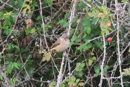 Redstart