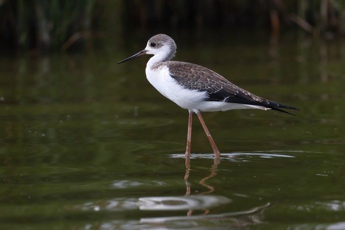 Black-winged Stilt