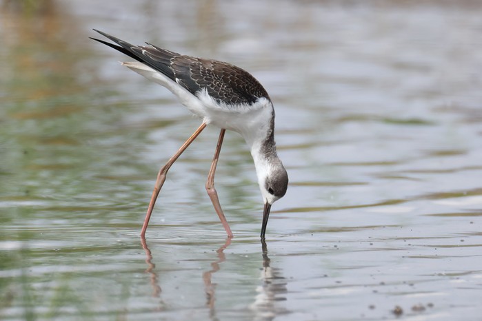 Black-winged Stilt