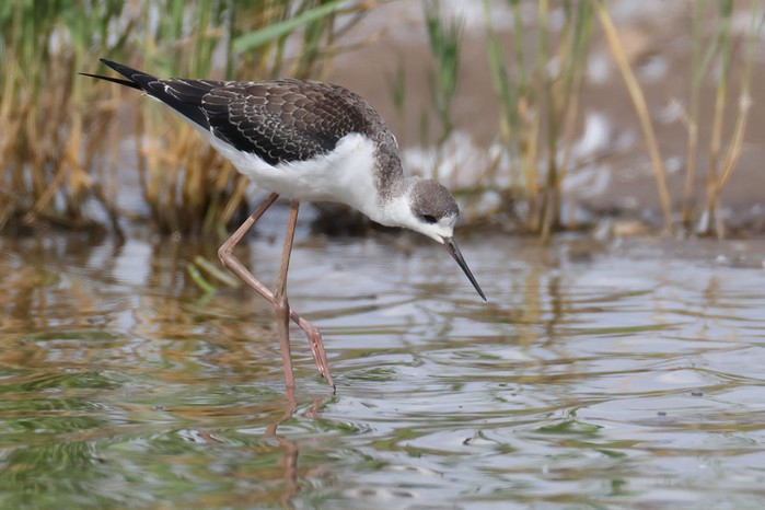 Black-winged Stilt