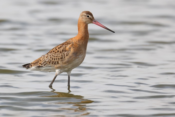 Black-tailed Godwit