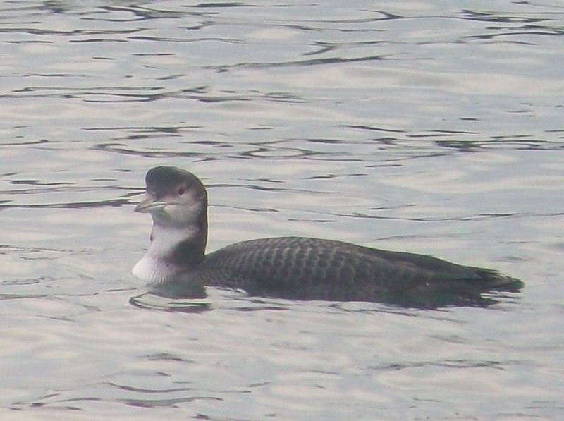 Great Northern Diver