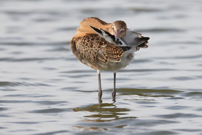 Black-tailed Godwit