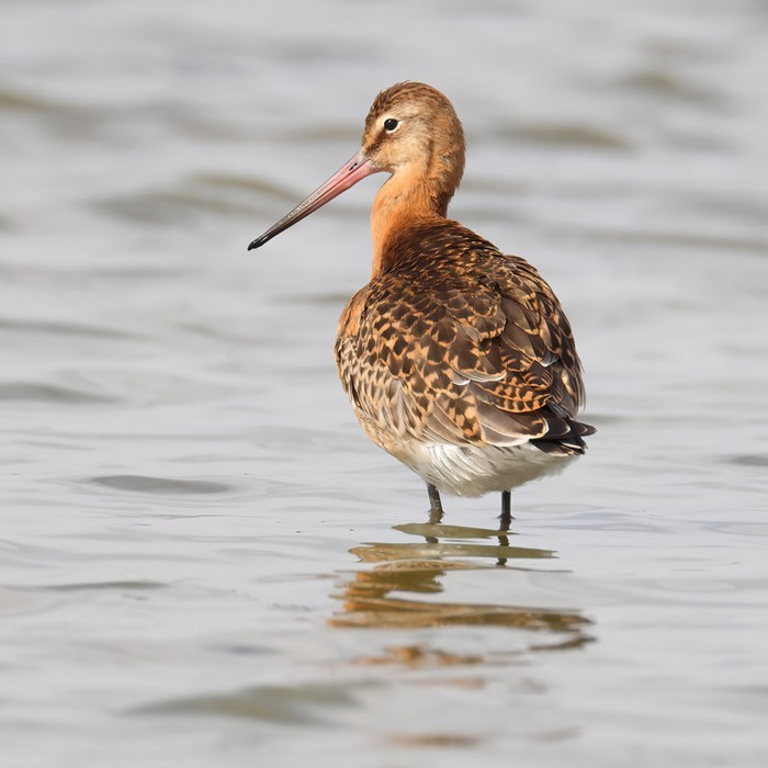 Black-tailed Godwit