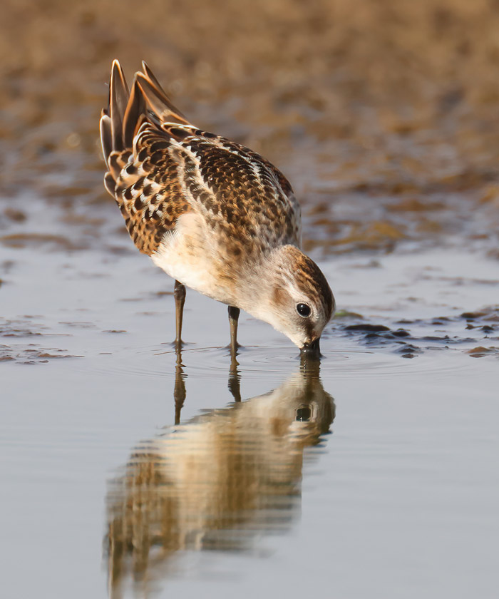 Little Stint