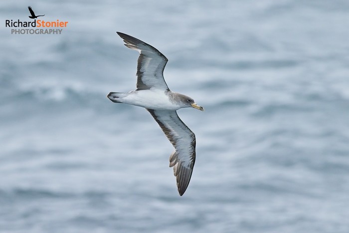Cory's Shearwater
