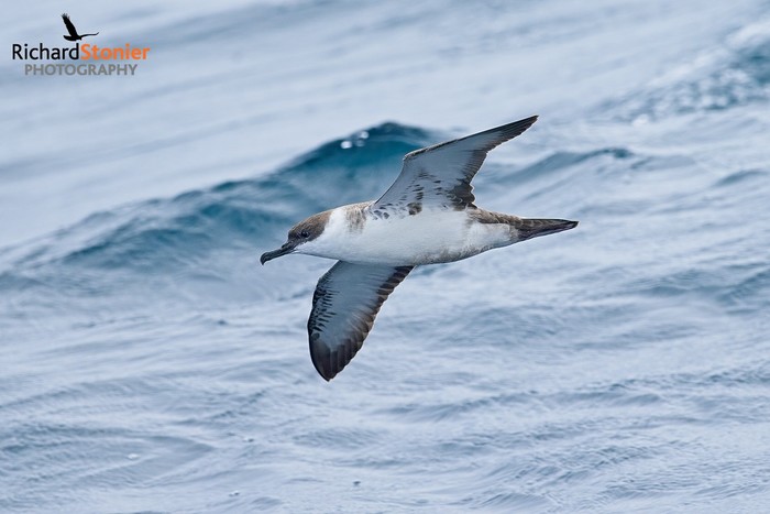 Great Shearwater