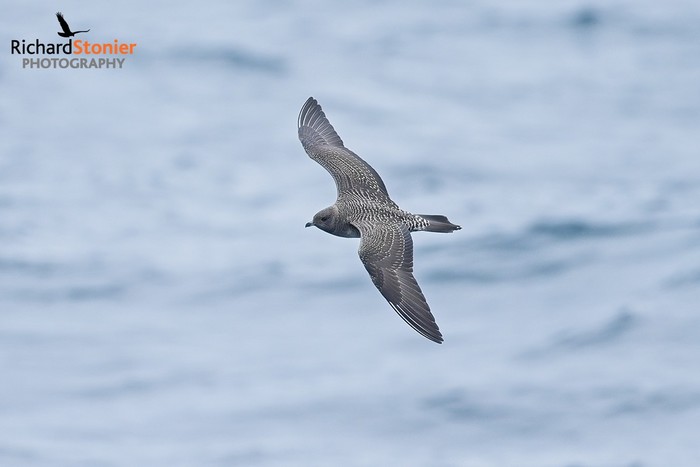 Long-tailed Skua