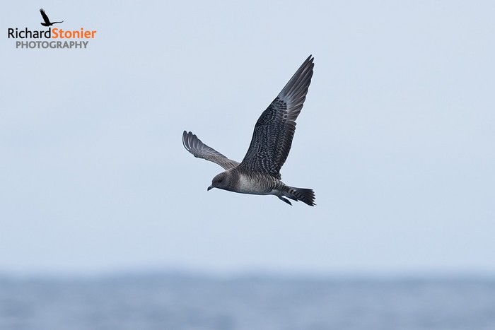 Long-tailed Skua