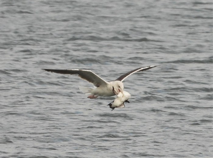 Great Black-backed Gull
