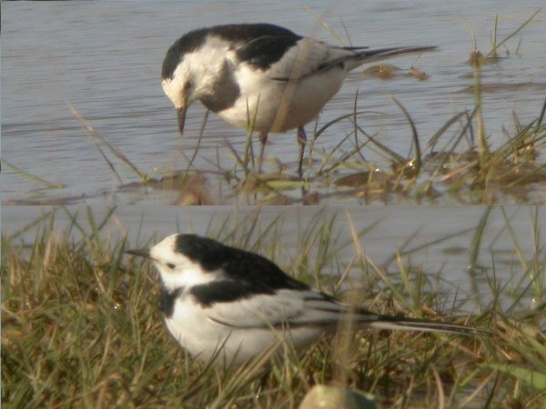 Amur Wagtail