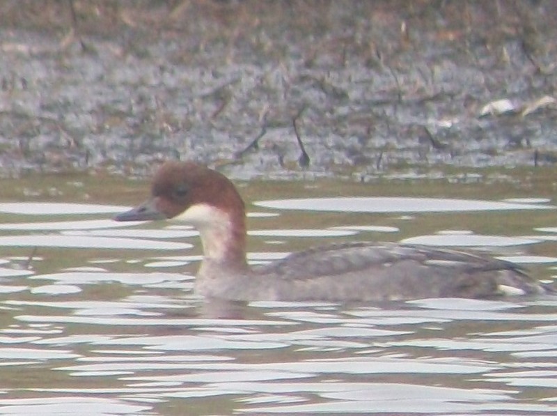 Smew