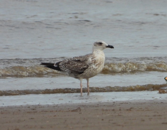 Yellow-legged Gull